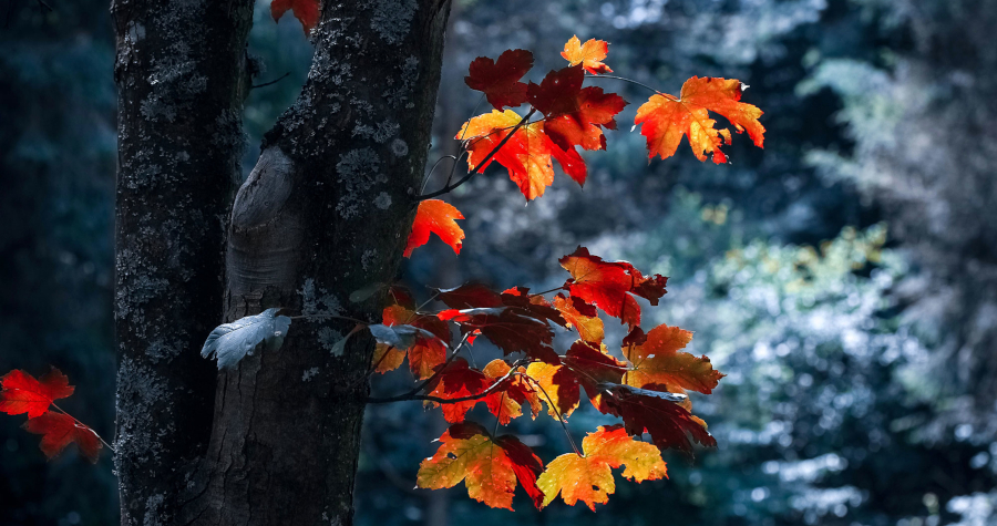 Dopoludnie na InfoVojne s Adrianom 21.11.2025